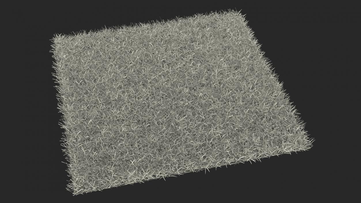 3D Seashore Paspalum Grass model