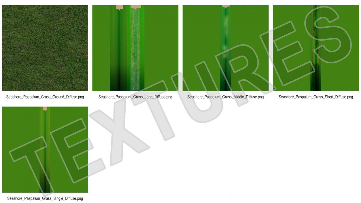 3D Seashore Paspalum Grass model