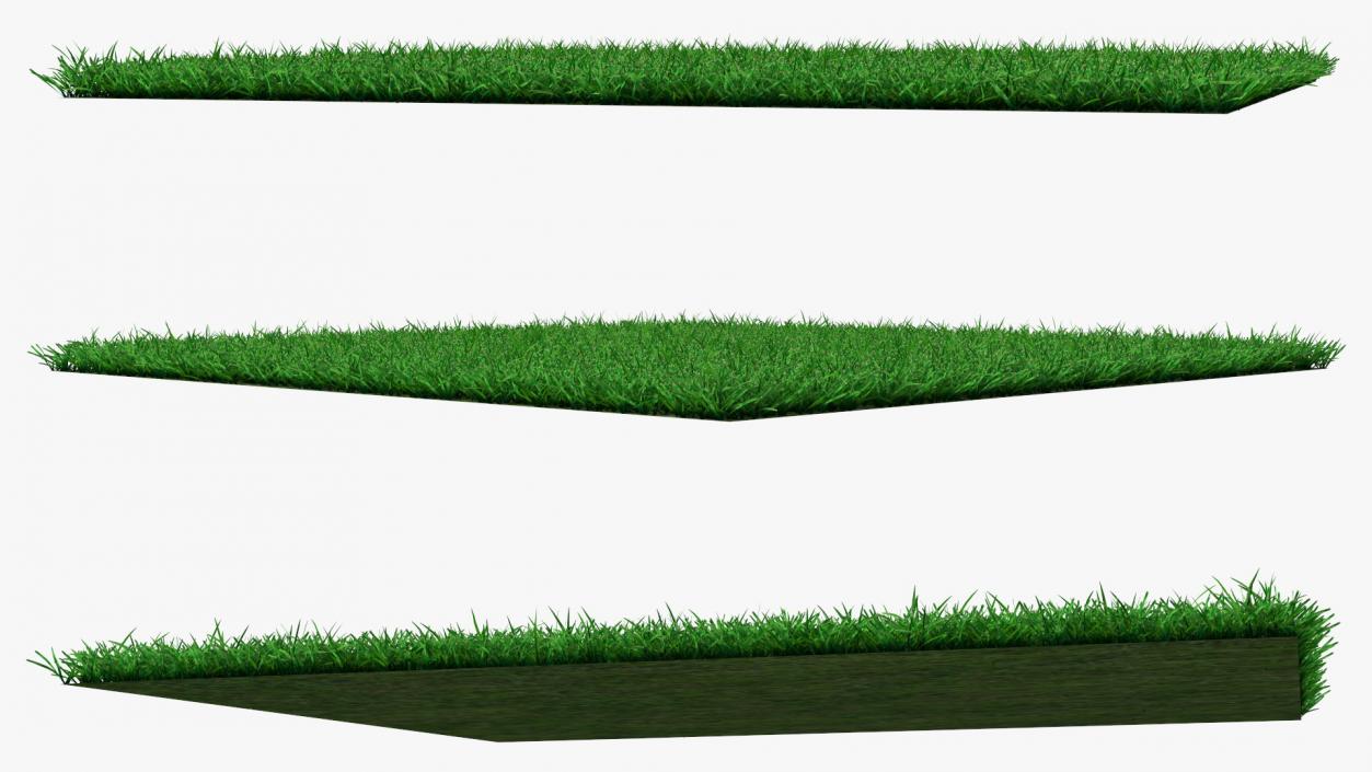 3D Seashore Paspalum Grass model