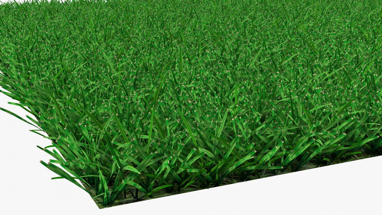 3D Seashore Paspalum Grass model