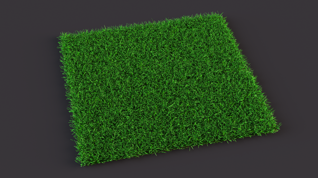 3D Seashore Paspalum Grass model