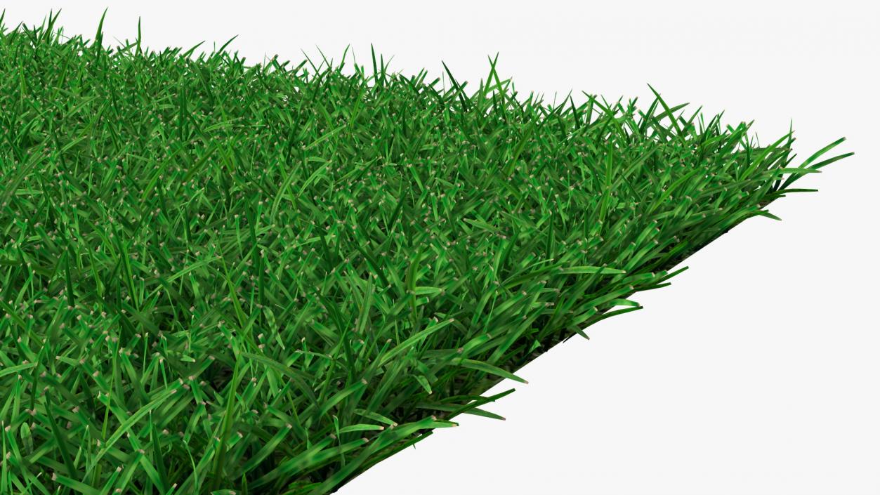 3D Seashore Paspalum Grass model