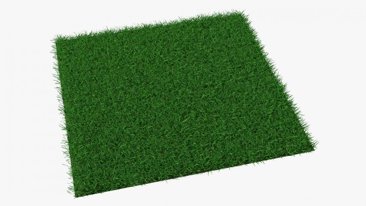 3D Seashore Paspalum Grass model