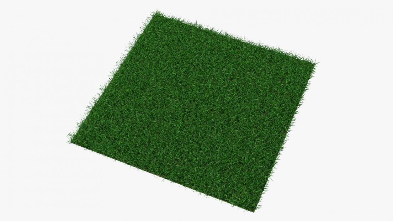 3D Seashore Paspalum Grass model