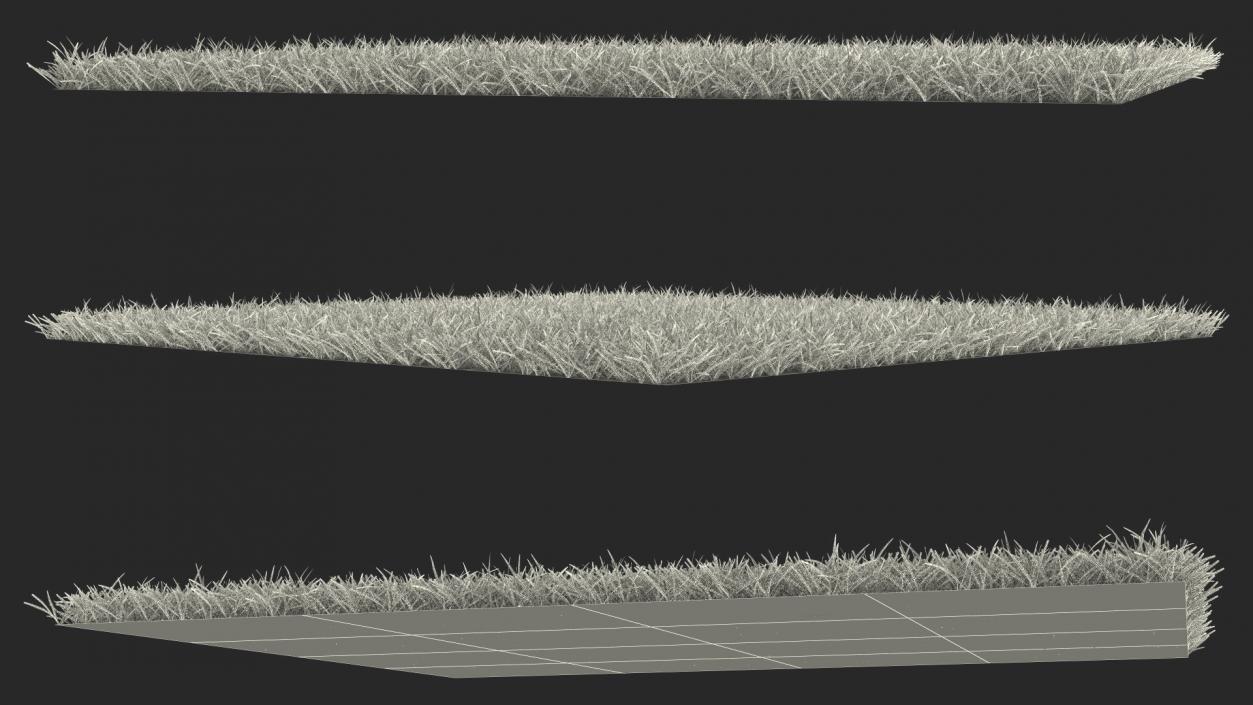 3D Seashore Paspalum Grass model