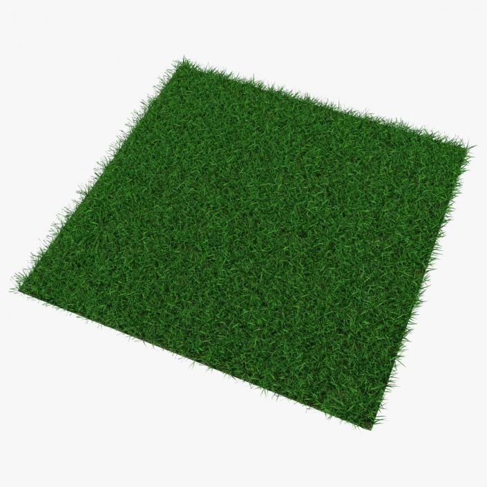 3D Seashore Paspalum Grass model