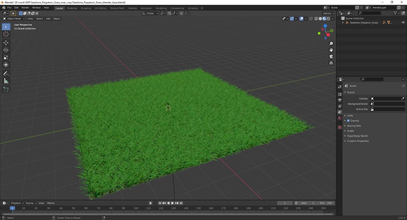 3D Seashore Paspalum Grass model