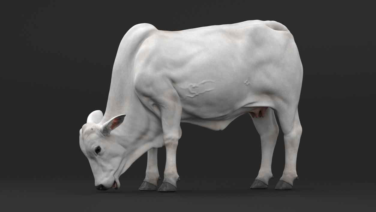 3D Nelore Cow Female Eating Fur model