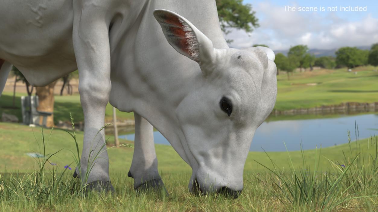 3D Nelore Cow Female Eating Fur model