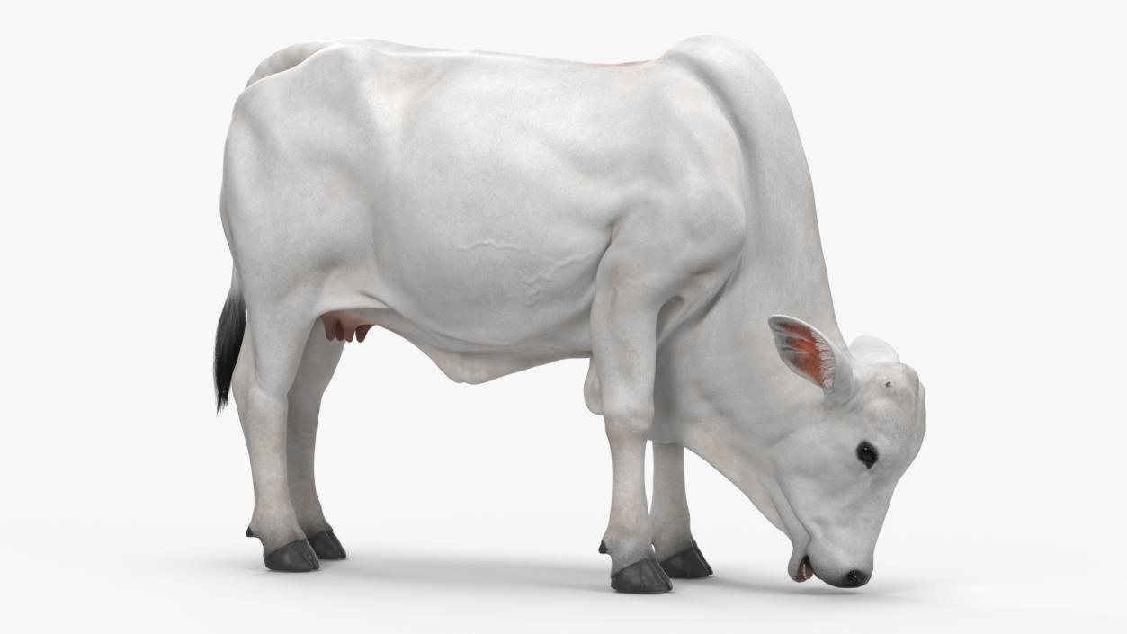 3D Nelore Cow Female Eating Fur model