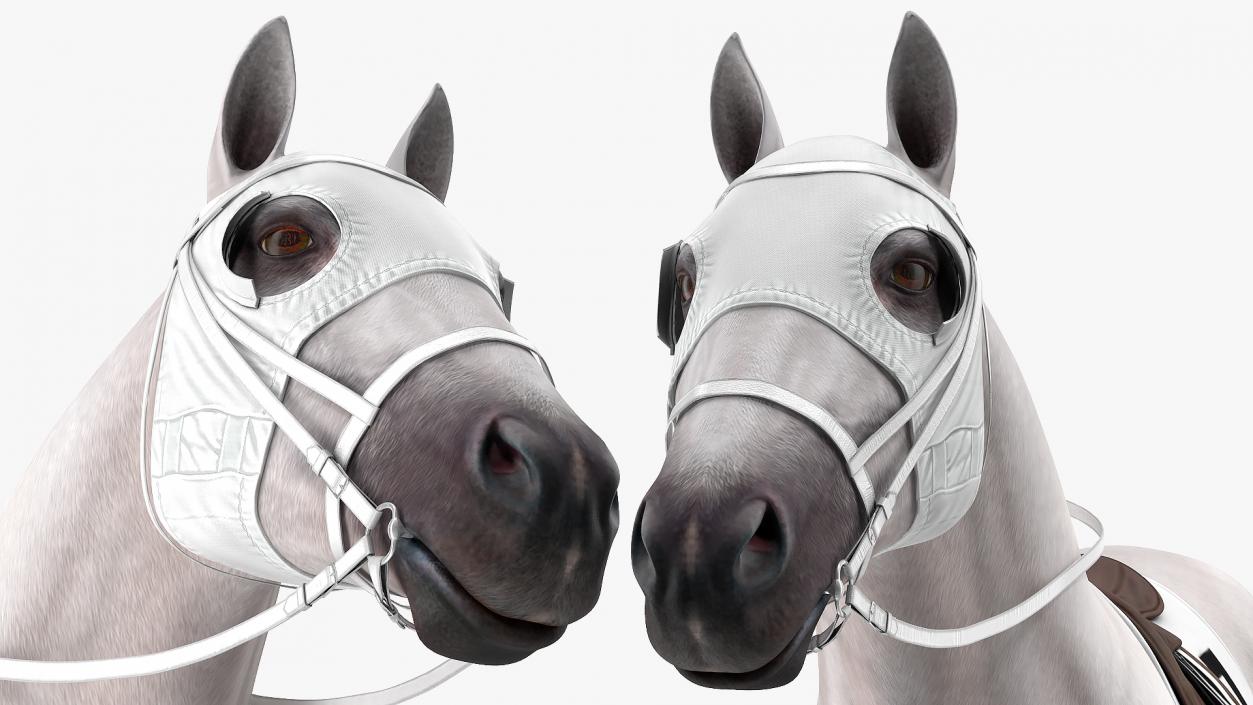 3D model White Racehorse