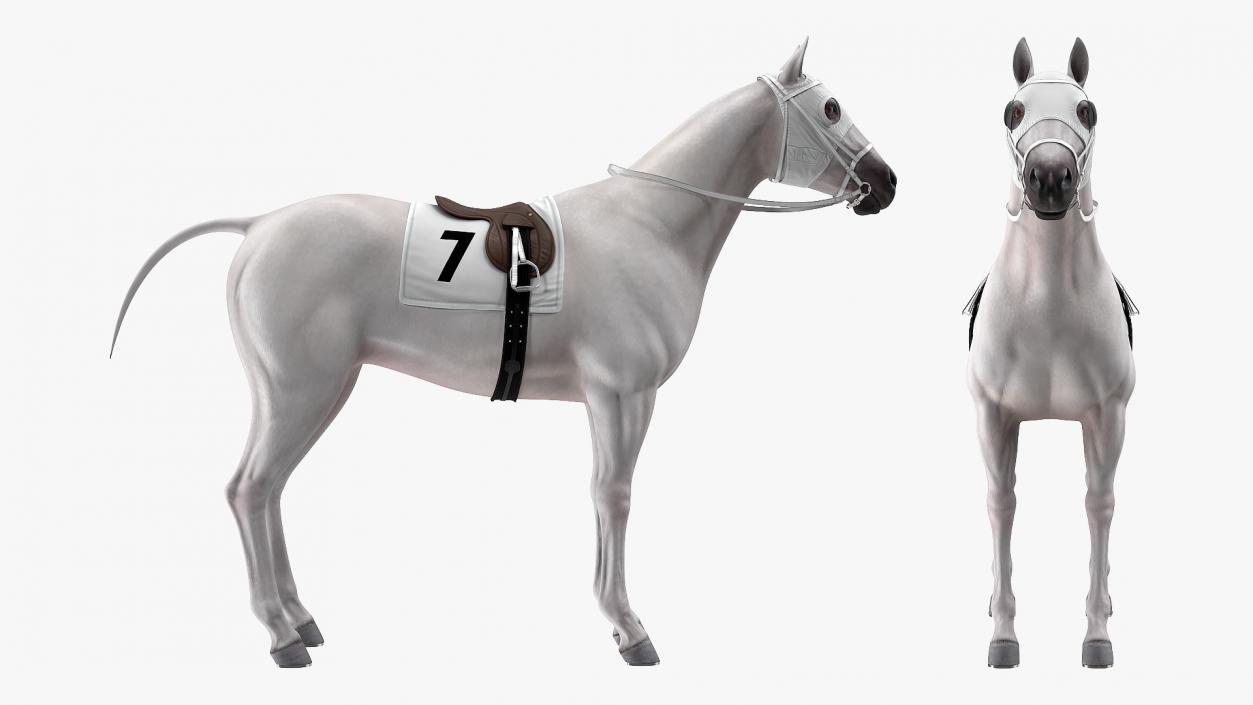 3D model White Racehorse