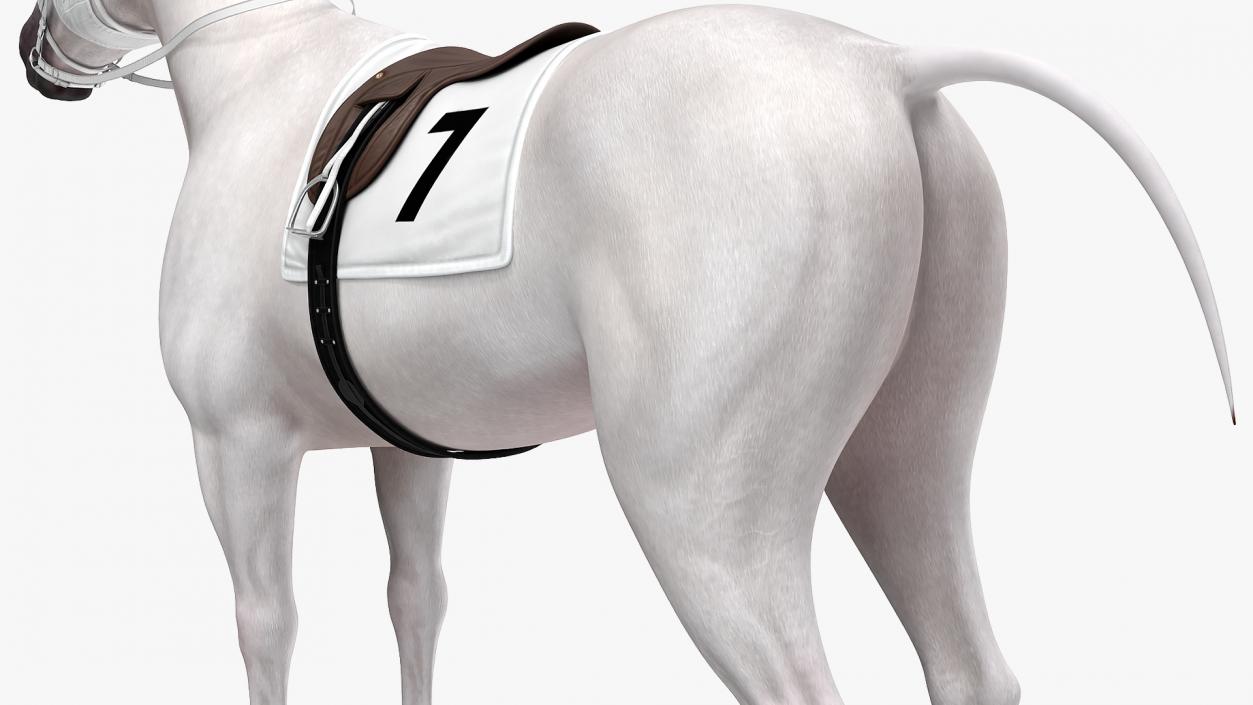 3D model White Racehorse