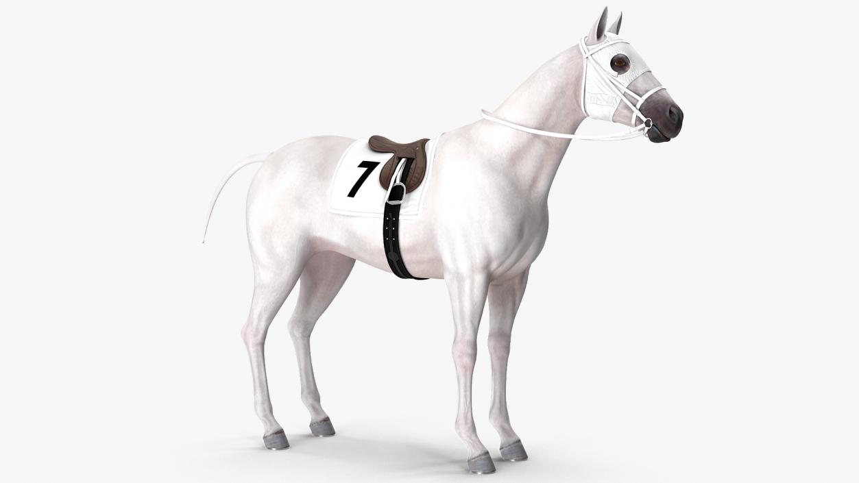 3D model White Racehorse