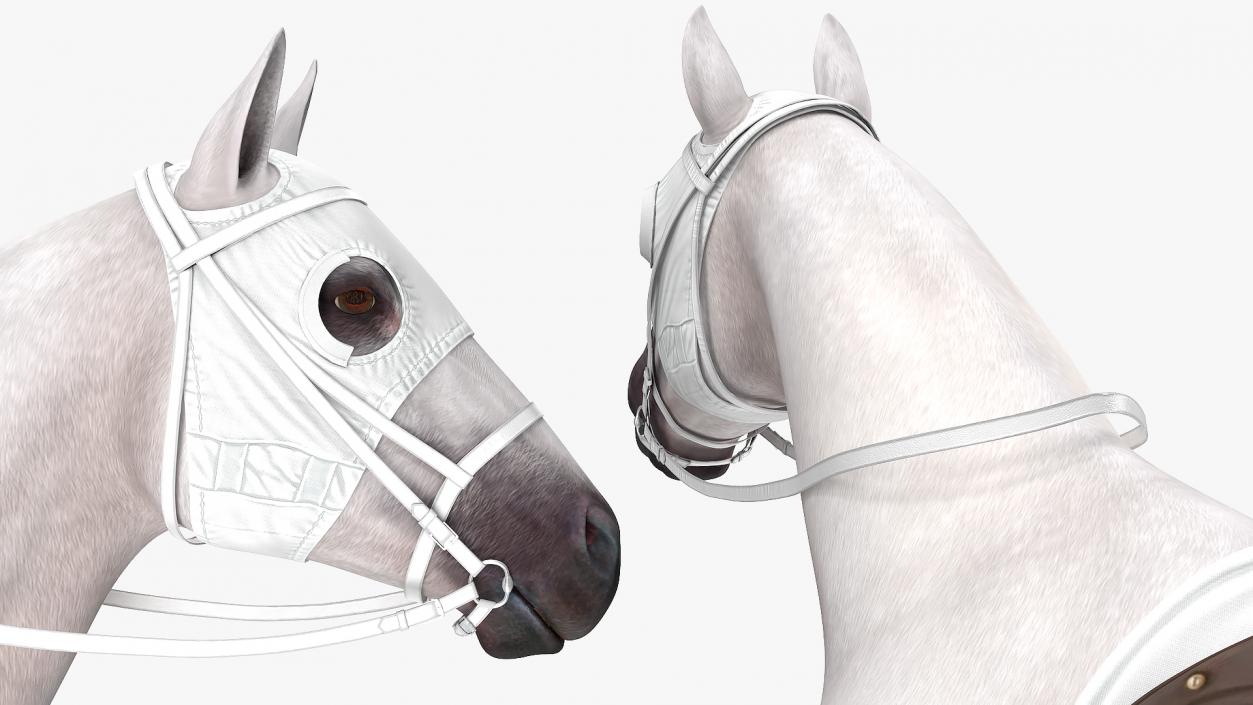 3D model White Racehorse