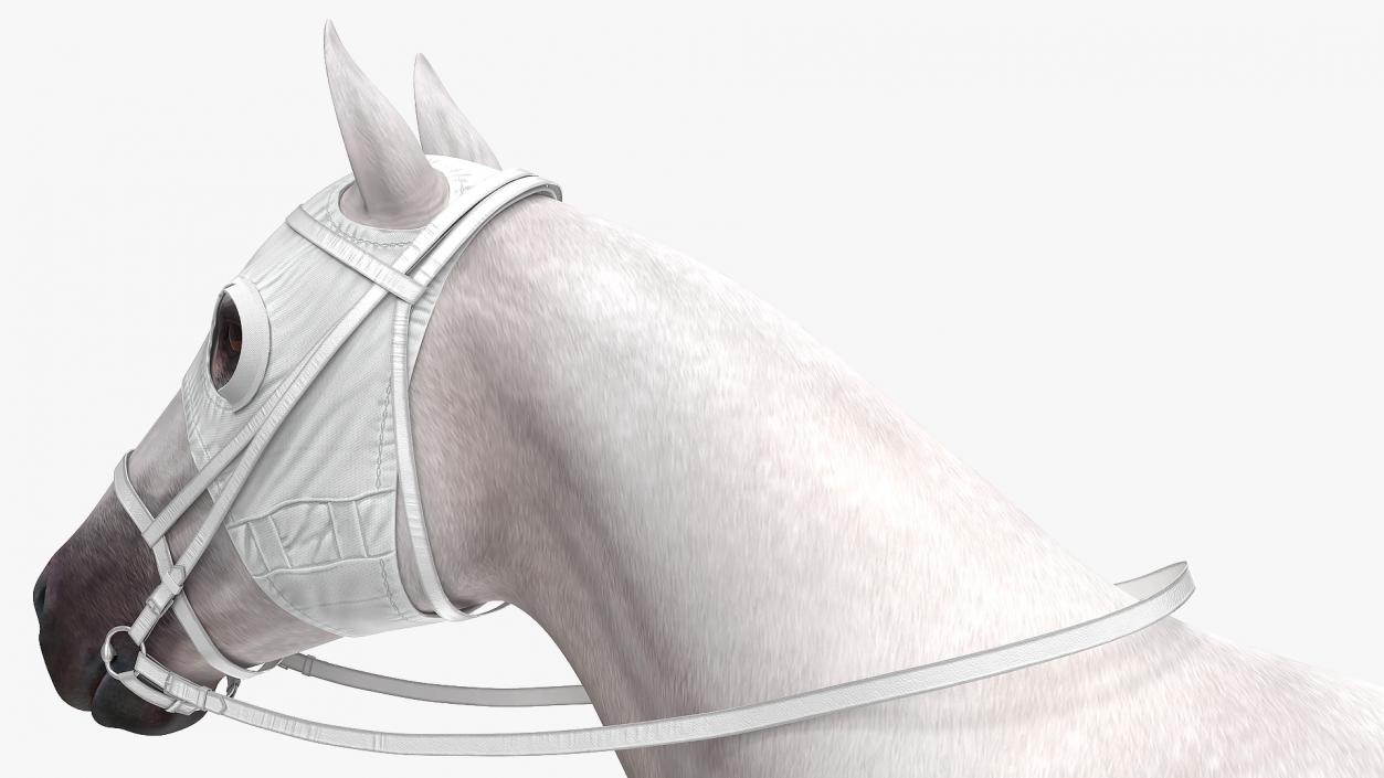 3D model White Racehorse