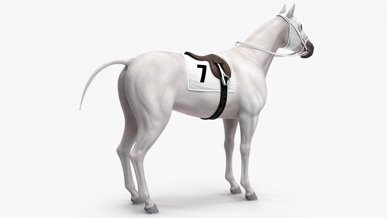 3D model White Racehorse