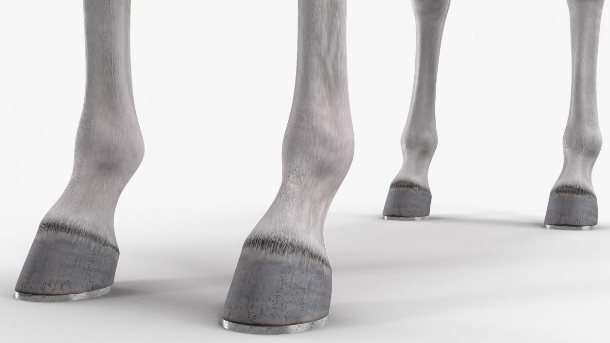 3D model White Racehorse