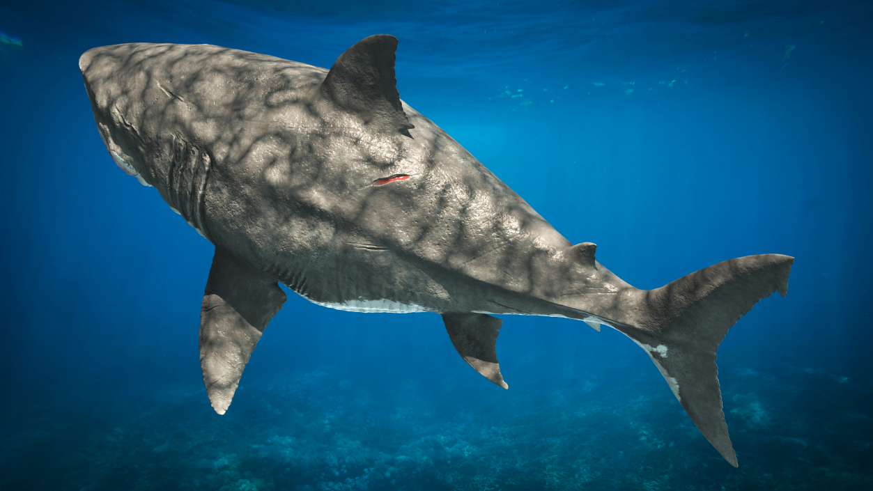 Megalodon 3D model