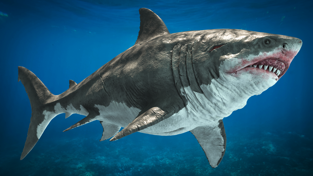 Megalodon 3D model