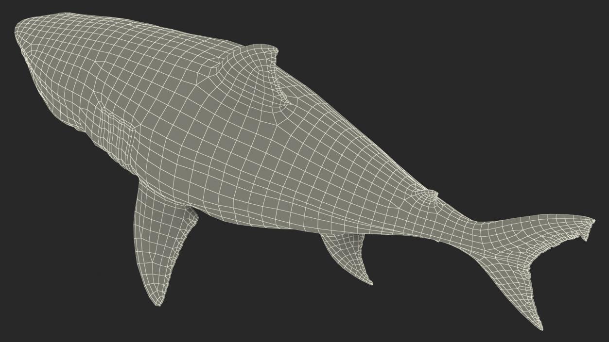 Megalodon 3D model