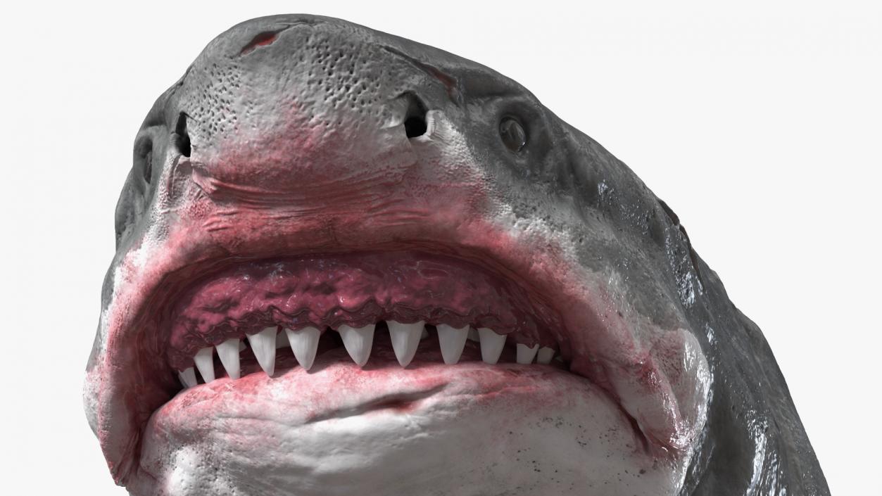 Megalodon 3D model