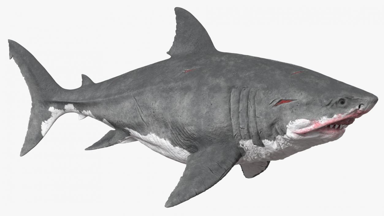 Megalodon 3D model