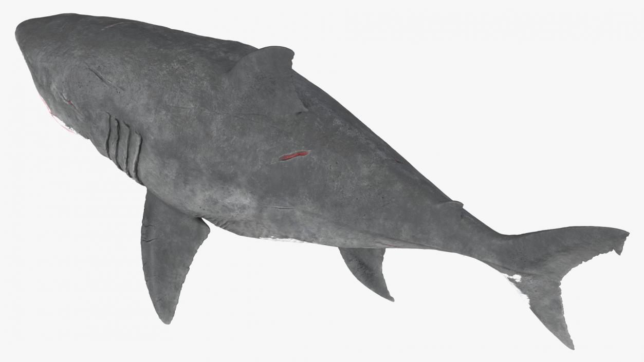 Megalodon 3D model