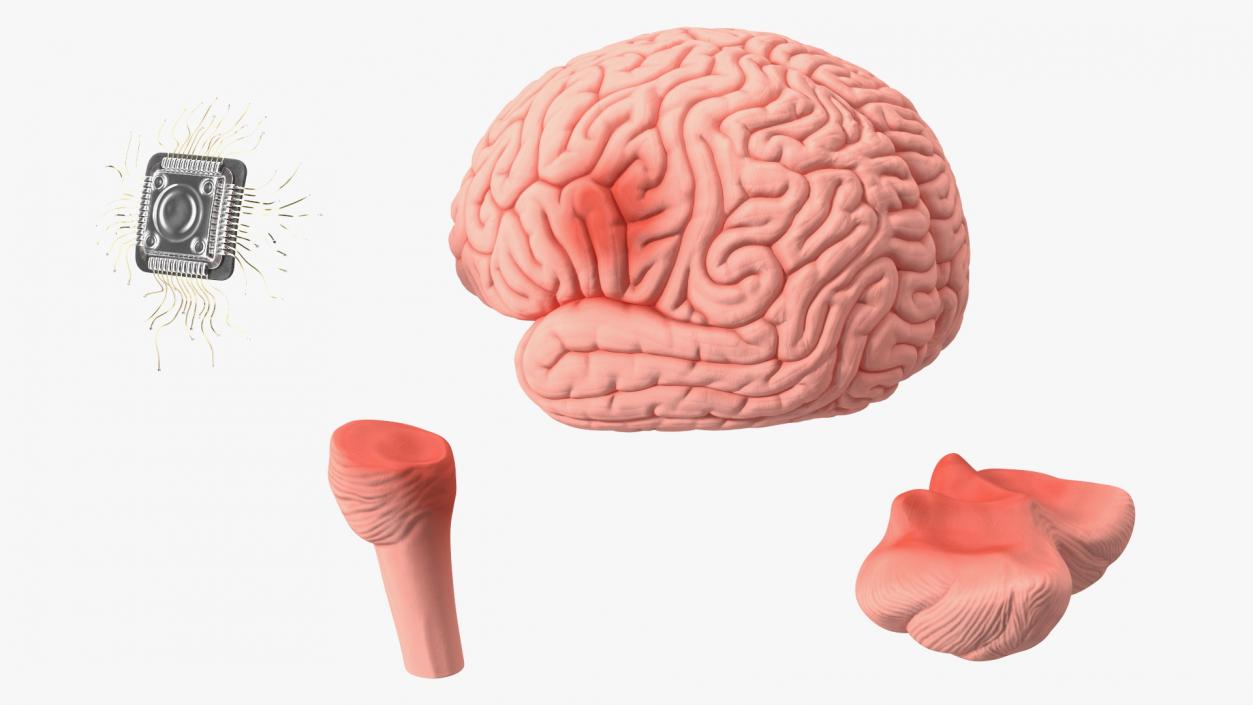 3D Human Brain With Implanted Microchip 2 model