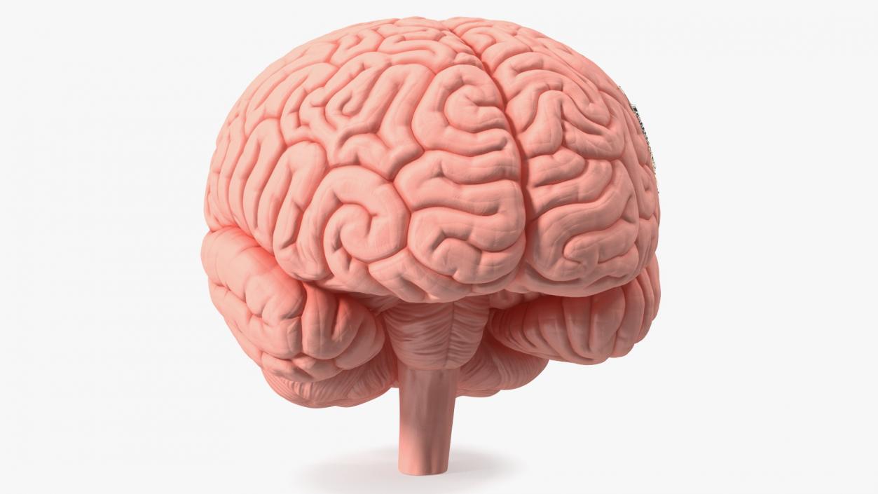 3D Human Brain With Implanted Microchip 2 model