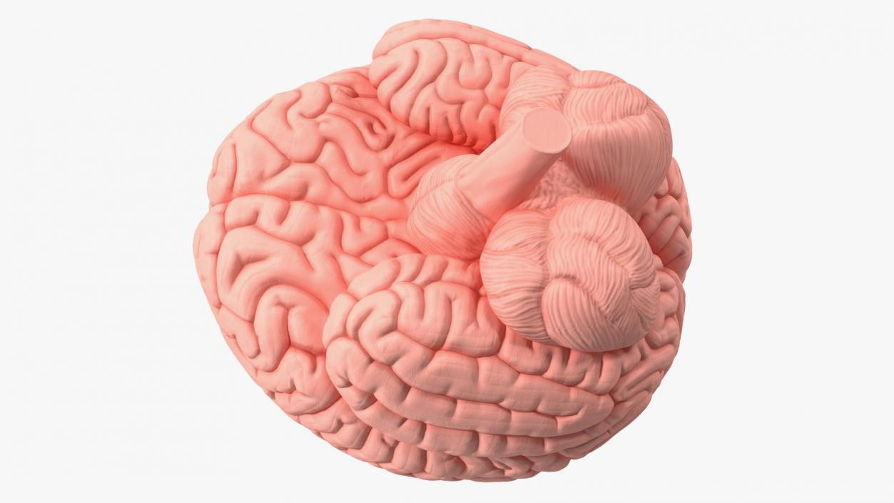 3D Human Brain With Implanted Microchip 2 model