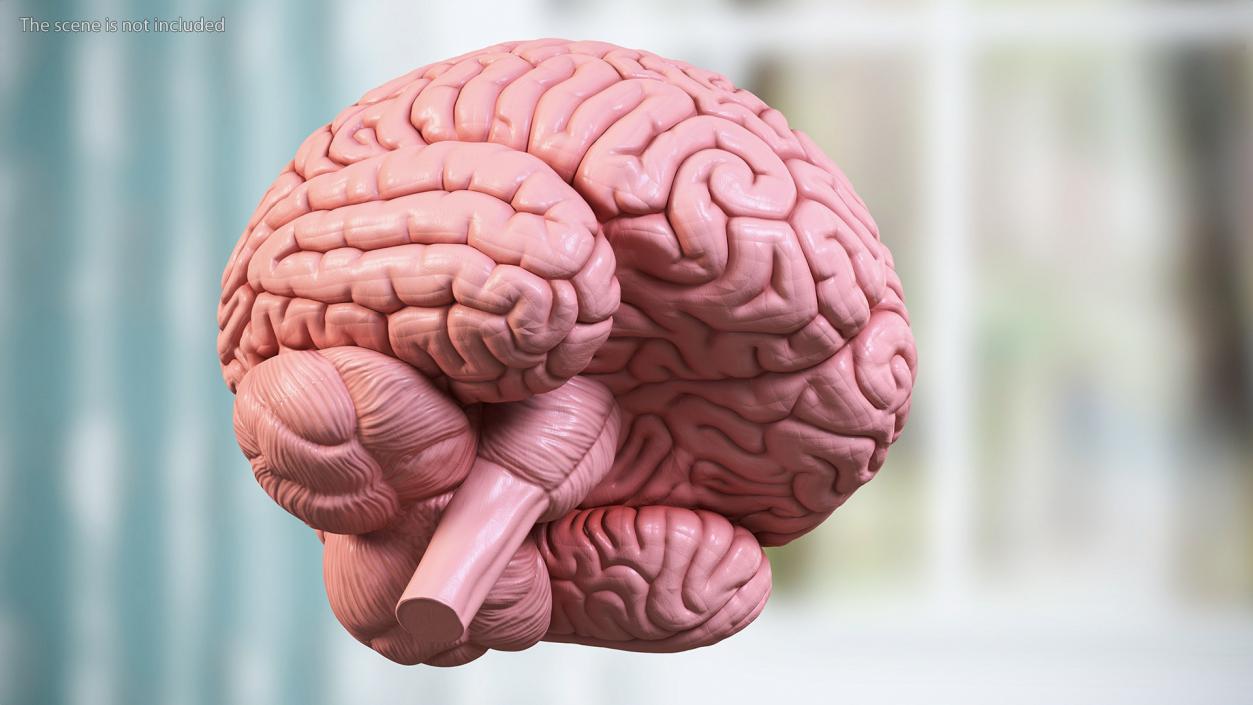 3D Human Brain With Implanted Microchip 2 model