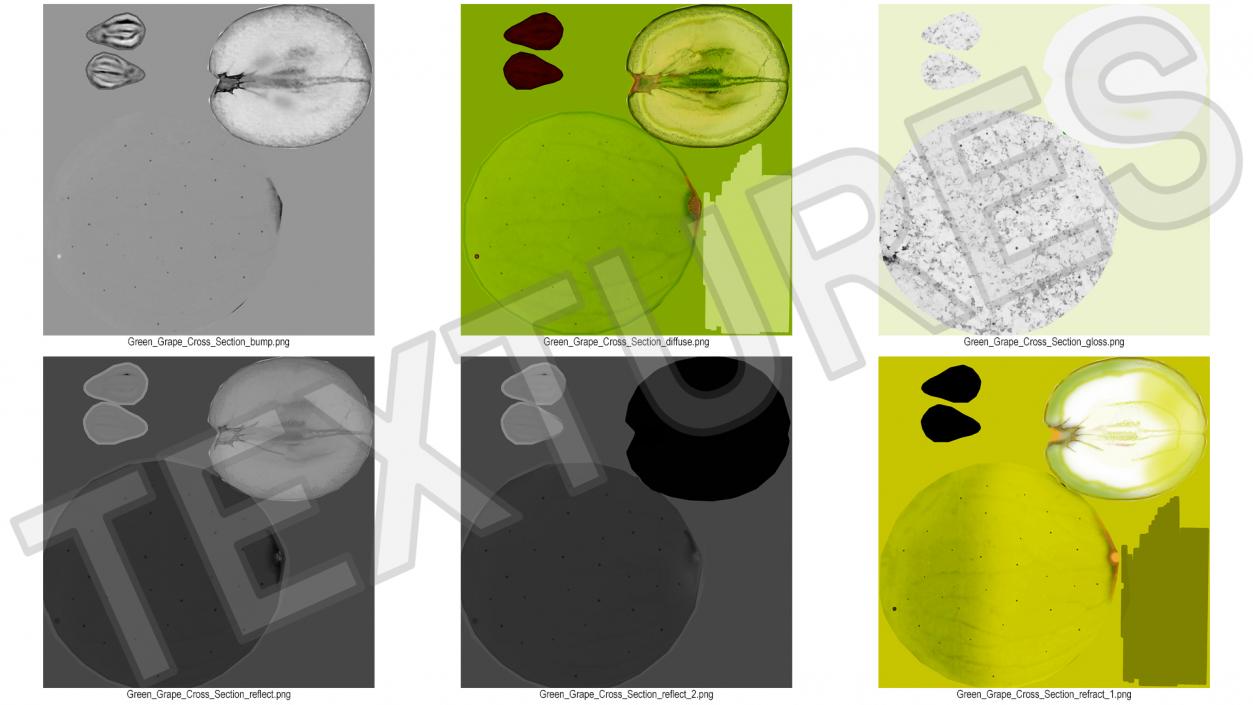 3D model White Wine Grape Cross Section