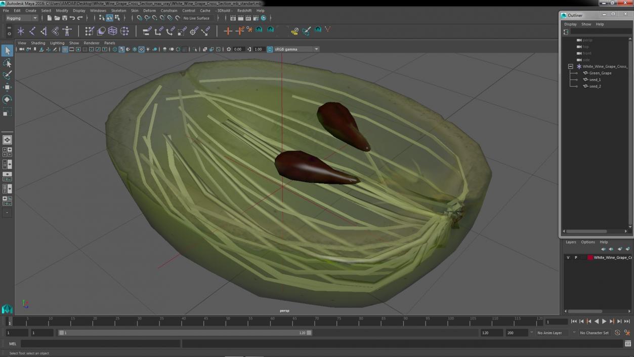 3D model White Wine Grape Cross Section