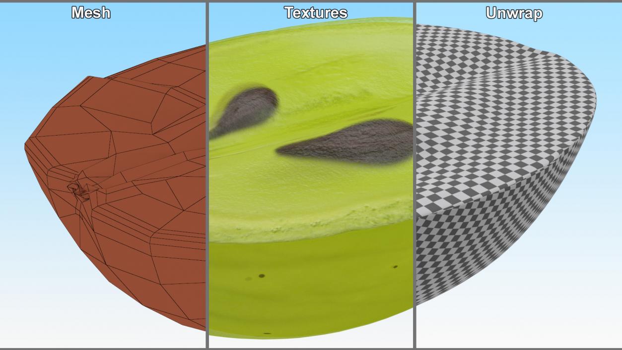 3D model White Wine Grape Cross Section