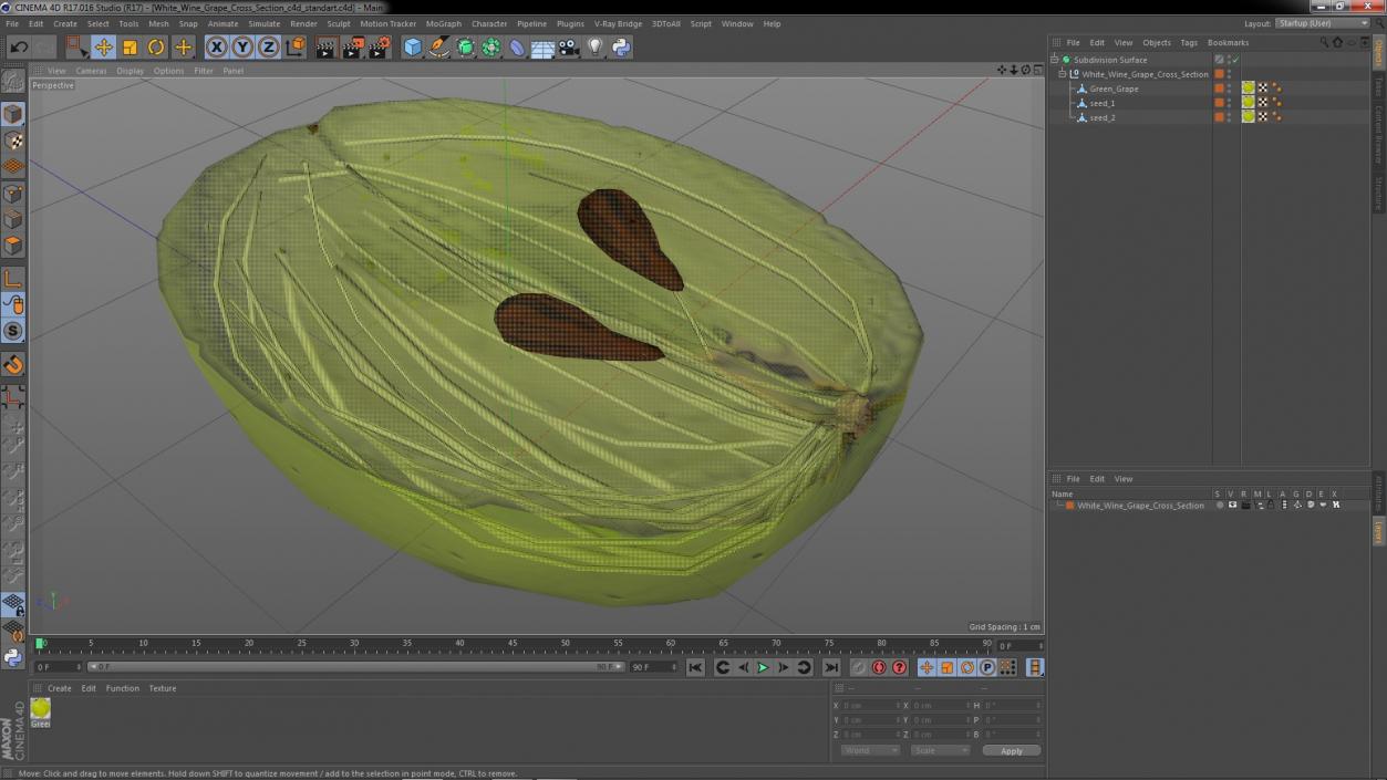 3D model White Wine Grape Cross Section