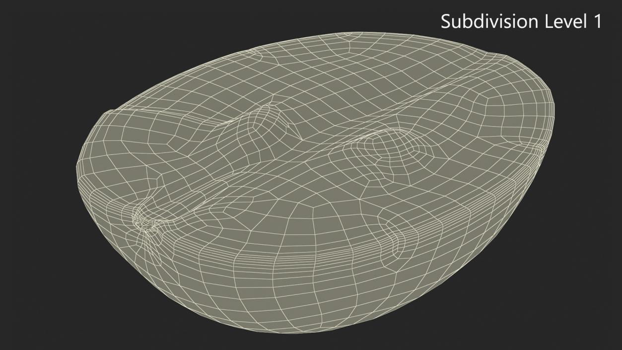 3D model White Wine Grape Cross Section