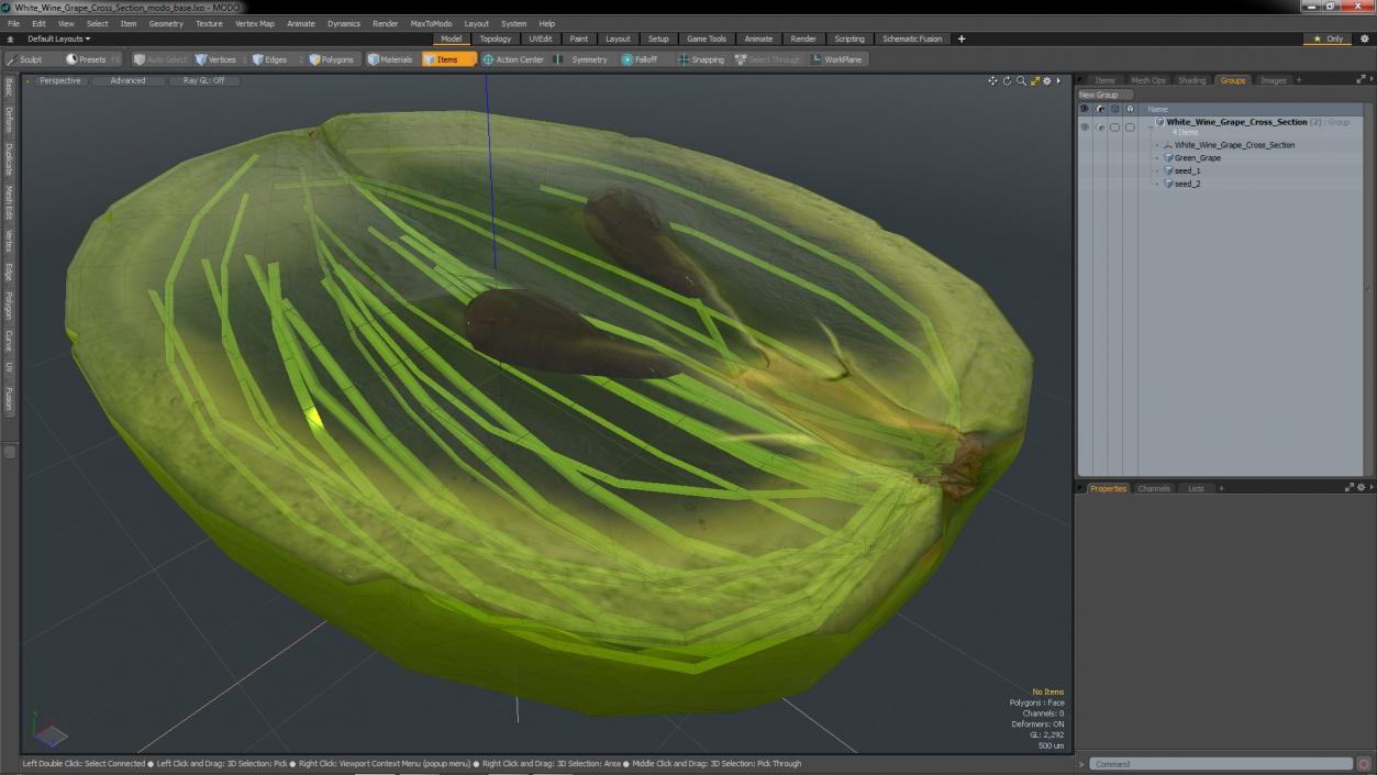 3D model White Wine Grape Cross Section