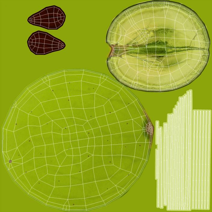 3D model White Wine Grape Cross Section