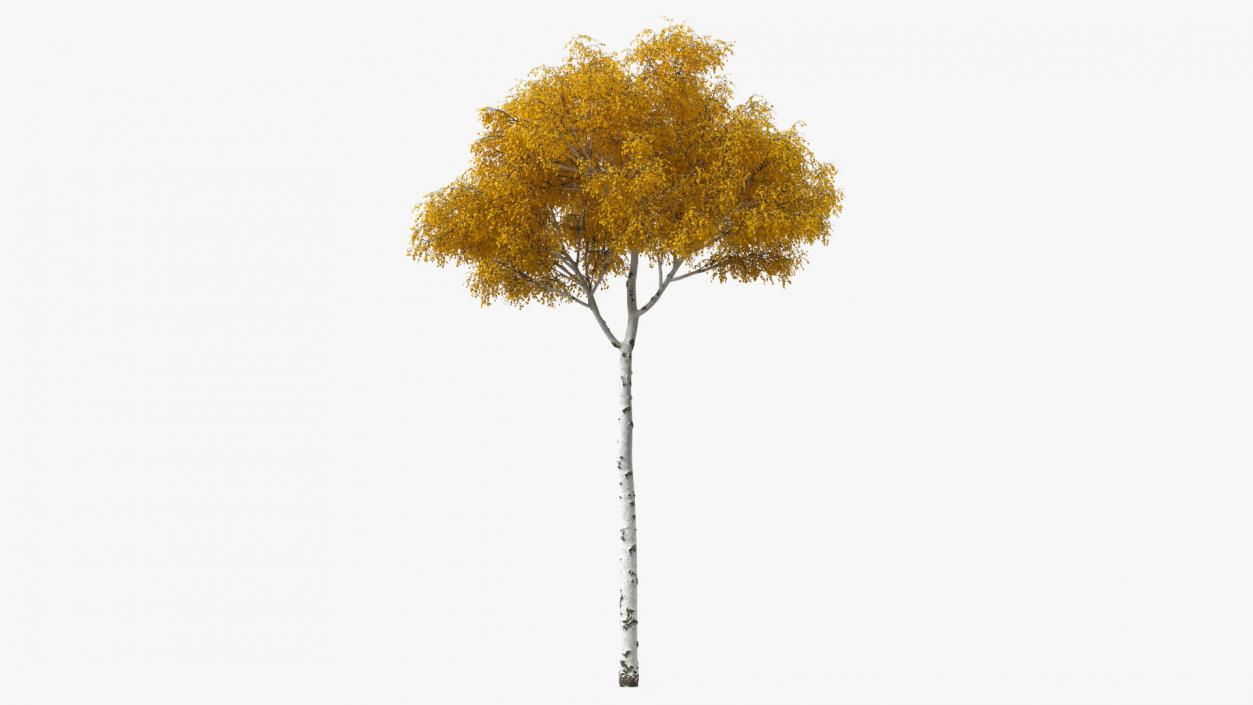 Birch Tree Yellow 3D