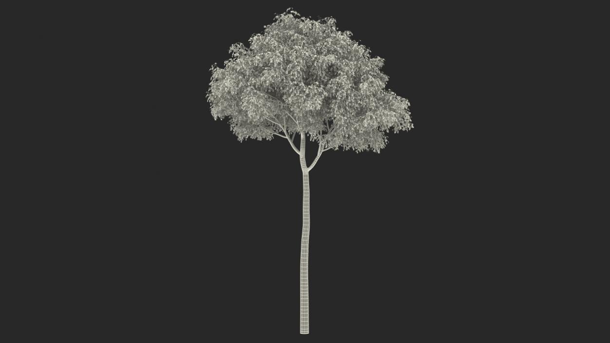 Birch Tree Yellow 3D