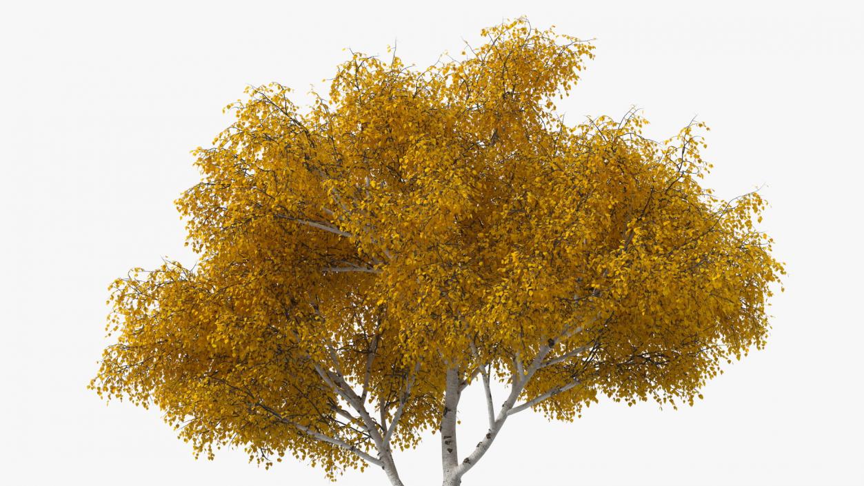 Birch Tree Yellow 3D