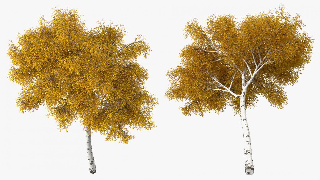 Birch Tree Yellow 3D