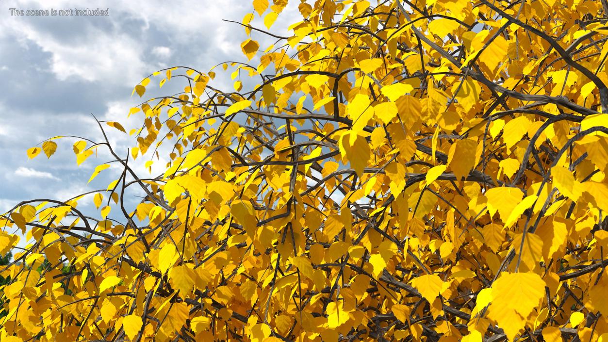 Birch Tree Yellow 3D