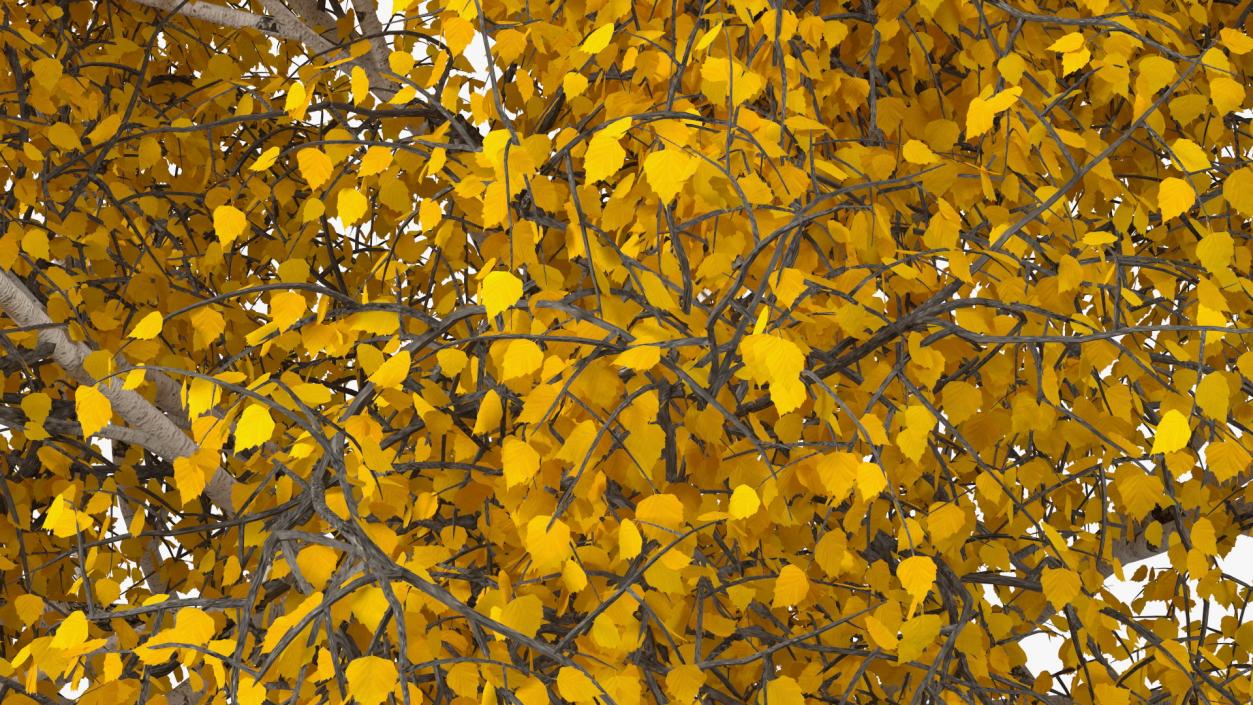 Birch Tree Yellow 3D