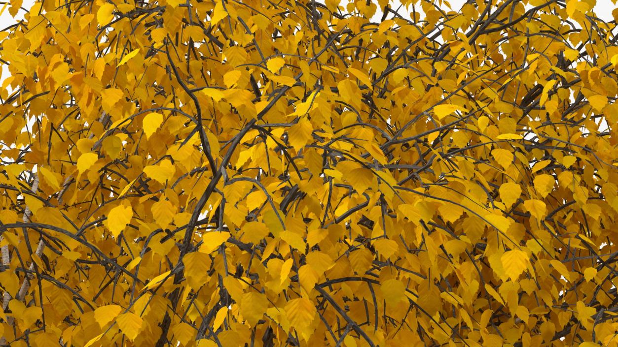 Birch Tree Yellow 3D