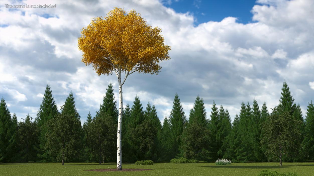 Birch Tree Yellow 3D