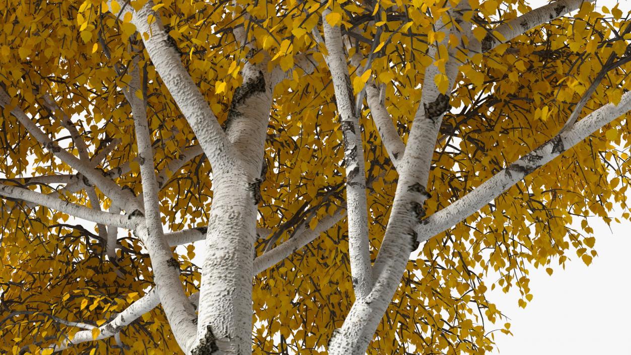 Birch Tree Yellow 3D