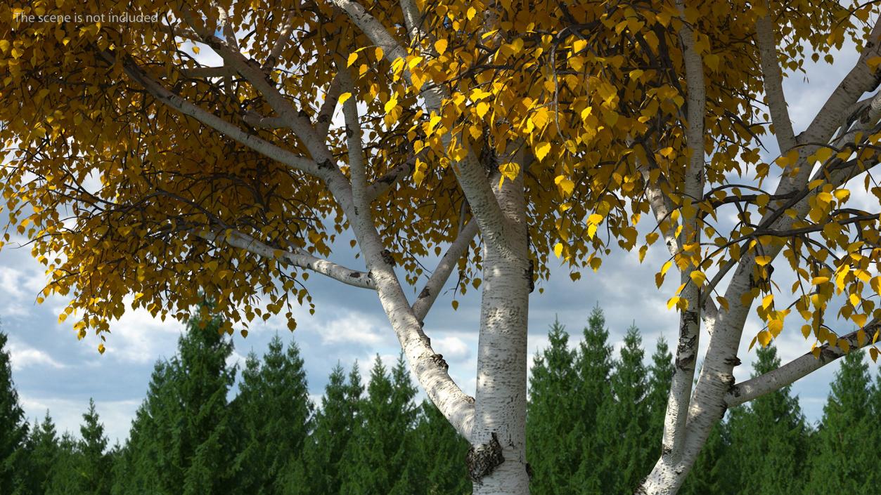 Birch Tree Yellow 3D