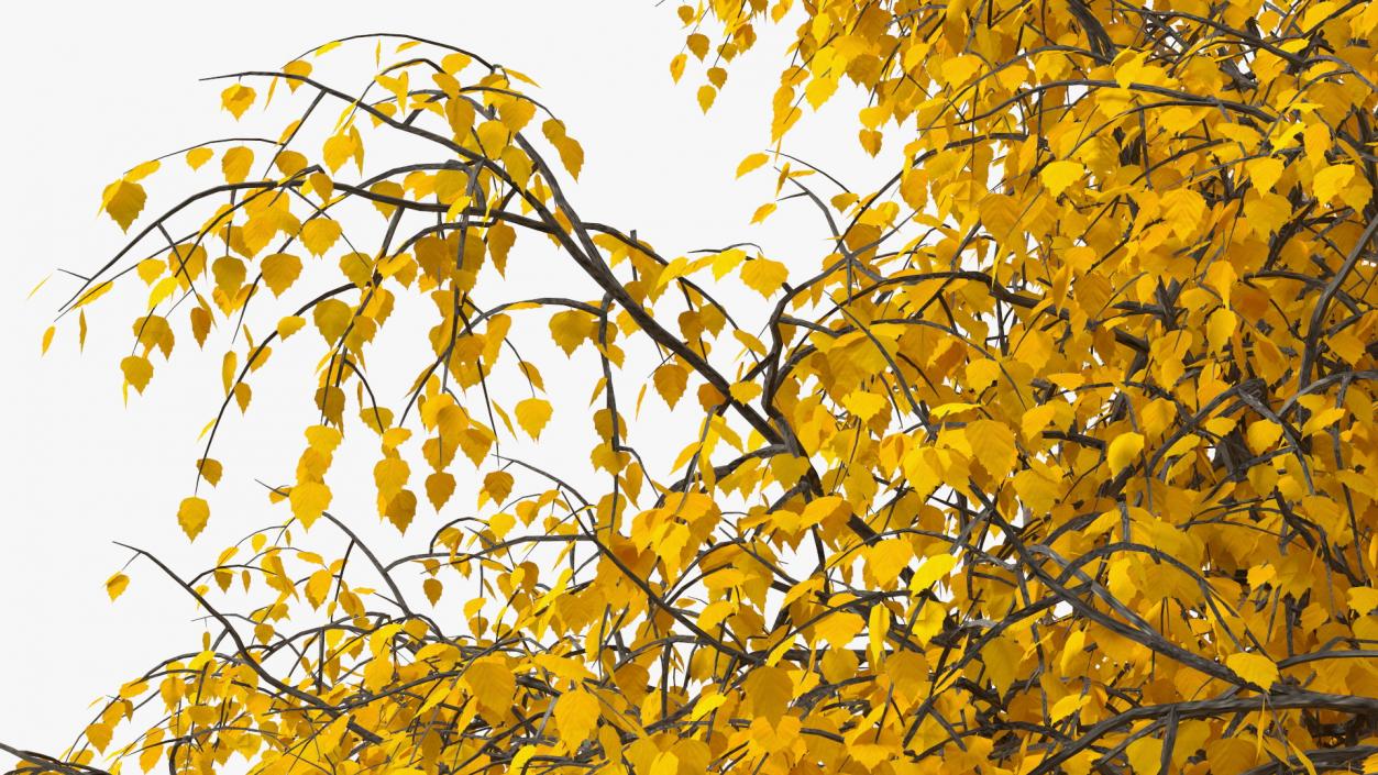 Birch Tree Yellow 3D